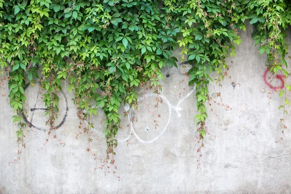 Yeşil duvar dokusu. Sarmaşık duvarın üzerinden detay.