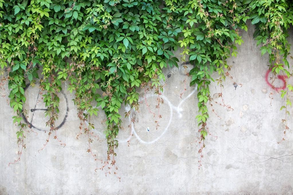 Creeper plant on a wall, Stock image