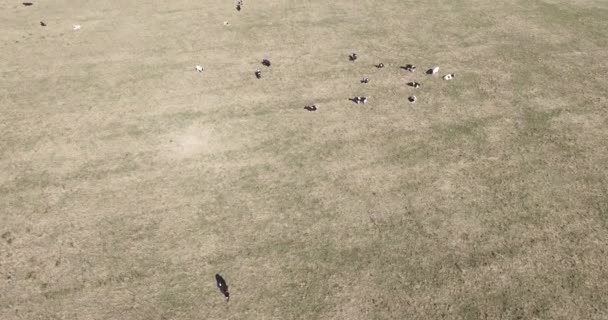 Aerial drone scene of cows eating in the grasslands. — Stock Video