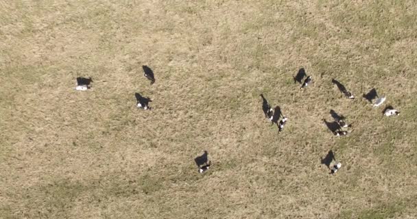 Сцена воздушного беспилотника, где черные и белые коровы едят в поле . — стоковое видео