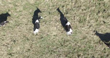 Hava dron sahne siyah beyaz ineklerin alanında yemek.