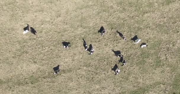 Aerial drone scene of black and white cows eating in the field. — Stock Video