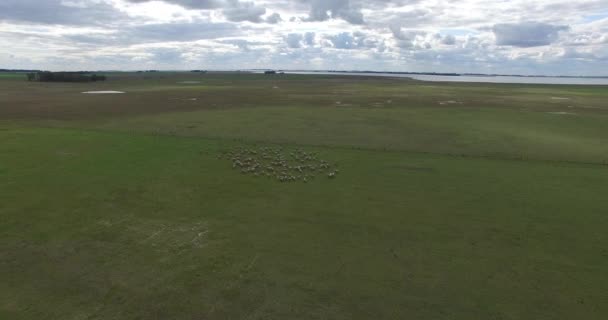 Légi drone jelenet juh állomány fut keresztül a vidék. — Stock videók