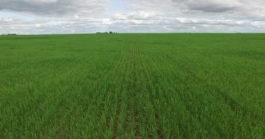 Monokültür bitkileri kırsalında hava dron sahne. Kamera lateral taşır. Satır-var olmak takdir etmek.
