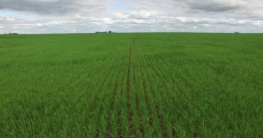 Monokültür bitkileri kırsalında hava dron sahne. Kamera lateral taşır. Satır-var olmak takdir etmek.
