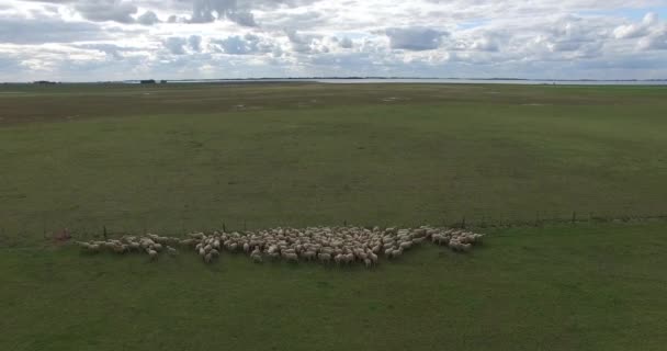 Scène aérienne de drone de troupeau de moutons courant à travers la campagne. Les moutons se séparent en deux groupes, ils courent à côté de la clôture de la ferme. Frome scène de gros plan à un point de vue lointain . — Video