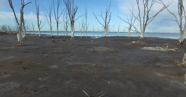 相机幻灯片慢慢地附近的海滩向一群火烈鸟站在湖 epecuen，海岸与死去的树木在砂地上。湿用反射的晚上的暗沙. — 图库视频影像