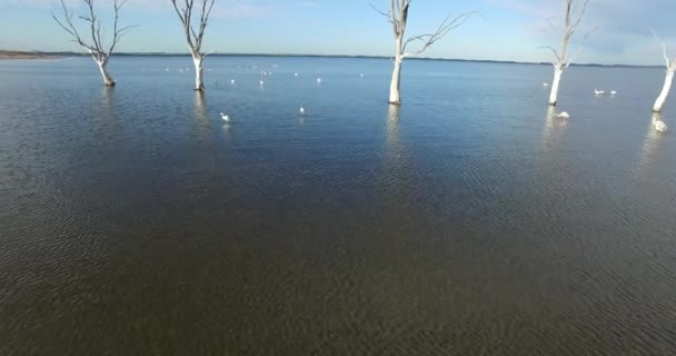 Camera slides fast to a flock of flamingos flying over a lake at epecuen near the sand floor on a beach, coast with dead trees. Wet dark sand with reflection of the evening. — Stock Video