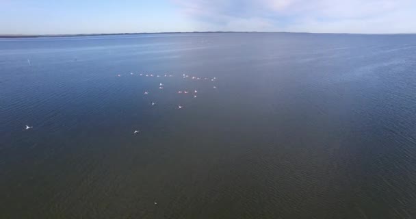 Scène aérienne de drones de troupeaux flamboyants survolant un lac à epecuen, buenos aires argentina. La caméra avance vite. Vidéo 4k .