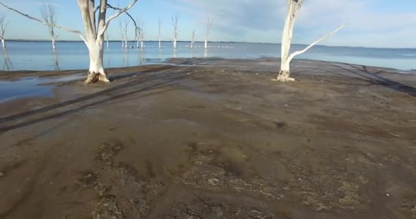 Κάμερα διαφάνειες γρήγορα σε ένα κοπάδι των φλαμίνγκο που πετούν πάνω από μια λίμνη στο epecuen κοντά σε άμμο πάτωμα σε μια παραλία, ακτή με νεκρά δέντρα. Υγρή σκούρα άμμο με αντανάκλαση της βραδιάς. — Αρχείο Βίντεο