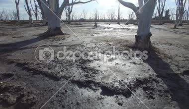 Kamera slaytlar hızlı ölü ağaçlar ile bir plaj kum yere yakın. Islak karanlık kum ile akşam yansımasıdır. Kişi dron kontrol ile görünür sahnenin sonunda.