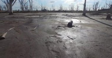 Kamera slaytlar hızlı ölü ağaçlar ile bir plaj kum yere yakın. Islak karanlık kum ile akşam yansımasıdır. Kişi dron kontrol ile görünür sahnenin sonunda.