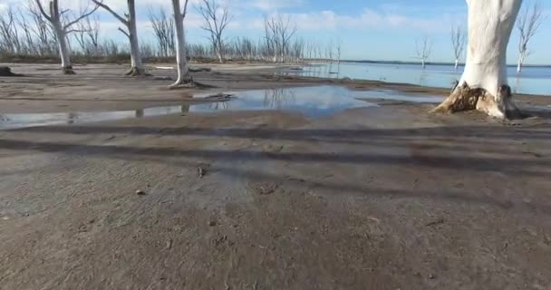 Drohnen-Szene vom Strand mit abgestorbenen großen Bäumen. Kamera fährt entlang des Ufers zwischen der toten Vegetation. Traurige, gruselige Landschaft. — Stockvideo