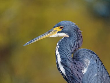 Portre Tricolored Heron profili