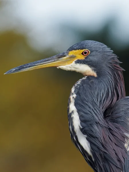 Extreme Nahaufnahme dreifarbiger Reiher — Stockfoto