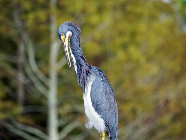 Putsar Tricolor Heron — Stockfoto