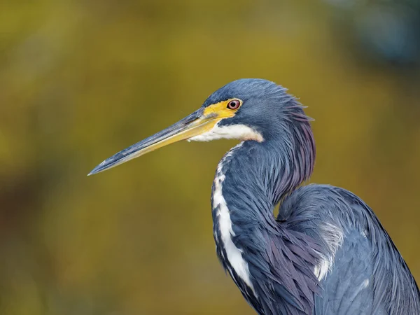 Perfil de Garza tricolor de primer plano — Foto de Stock