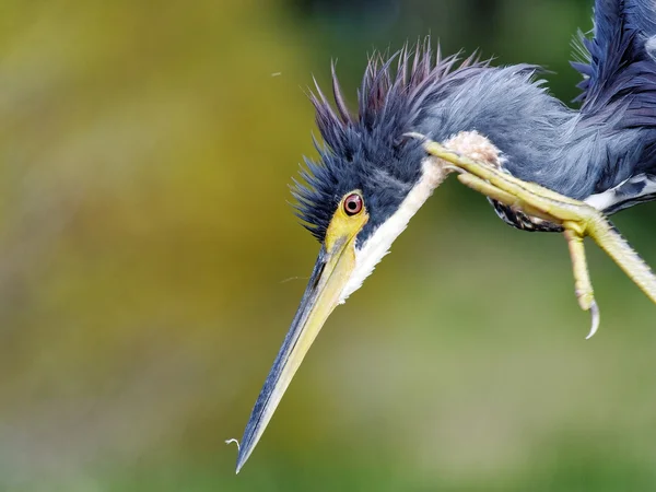 Schnabel weit aufgerissen — Stockfoto