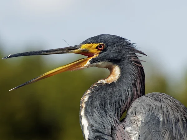 Schnabel weit aufgerissen — Stockfoto