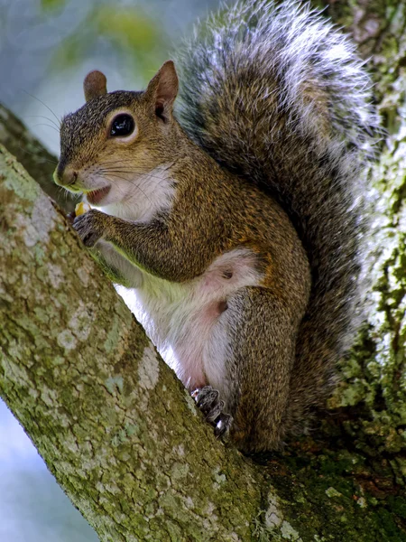 Taking a Bite — Stock Photo, Image