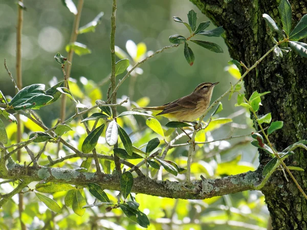 Palma migratoria Warbler sul ramo dell'albero — Foto Stock