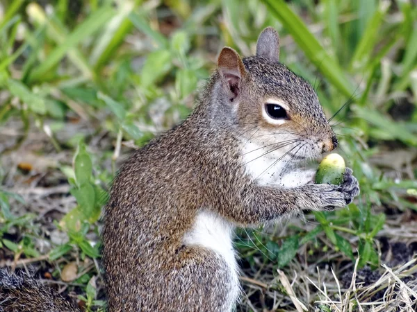 Squinting écureuil avec maïs — Photo