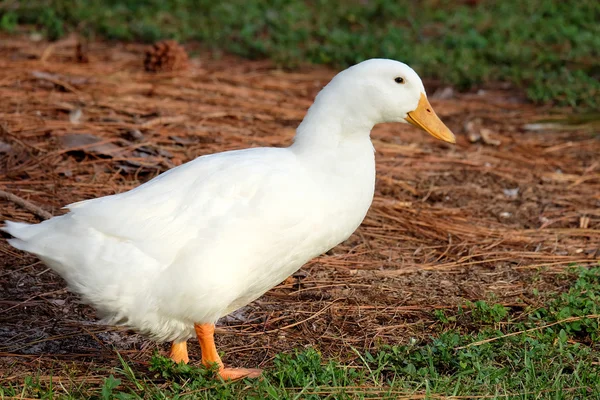 Wild witte Pekin eend Stockfoto