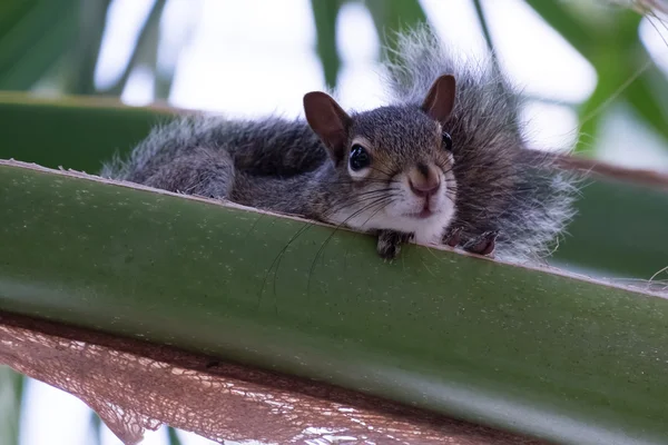 Young Squirrel Resting Up in Tree — Stock Photo, Image