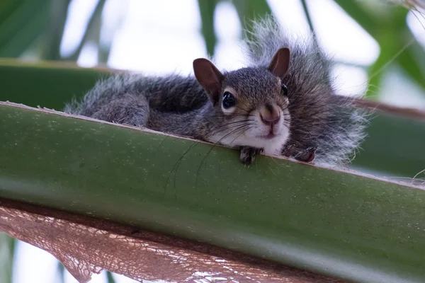 Junges Eichhörnchen rastet im Baum aus lizenzfreie Stockfotos
