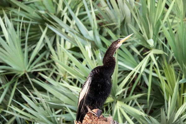 Anhinga Posando con follaje detrás de ella —  Fotos de Stock