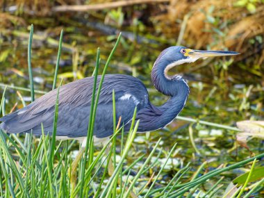 Biraz eğik tricolored Heron kafa