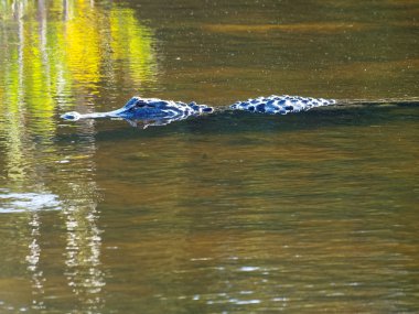 Florida sulak timsah Yüzme