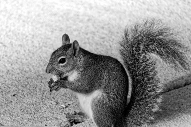 Fıstıkla atıştırma sincap