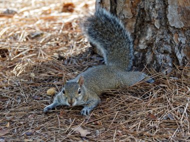 Göz teması yapma sincap uzatılmış