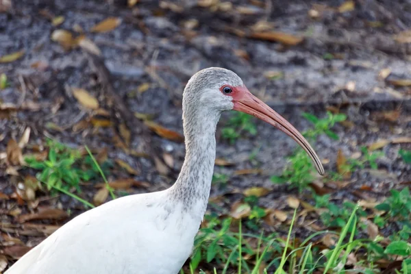 Ung vit ibis — Stockfoto