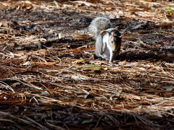 Esquilo cinzento oriental coçar um coceira — Fotografia de Stock