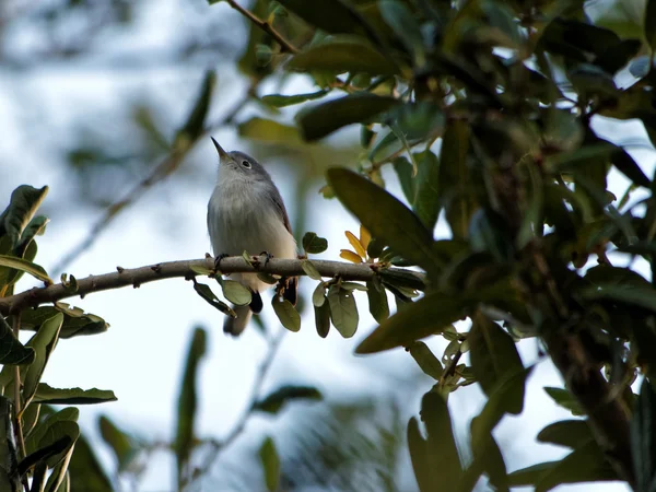 Acchiappasogni blu-grigio sul ramo dell'albero — Foto Stock