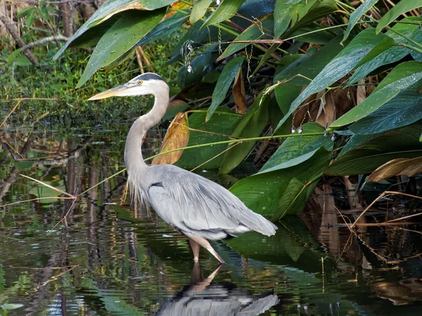 Büyük mavi balıkçıl, florida sulak — Stok fotoğraf