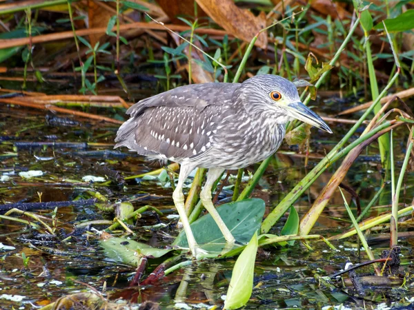 Juvenil Black-coroado Night-heron na Flórida Wetlands — Fotografia de Stock