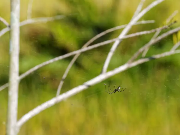 彩色圆球-织网蜘蛛 — 图库照片