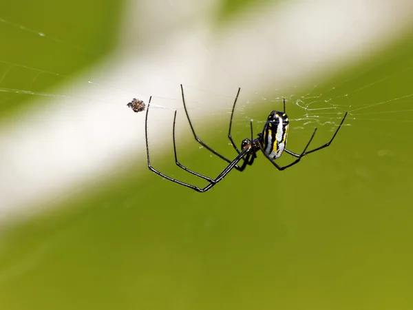 关闭了多彩的 Orb Weaver 蜘蛛附近的包裹昆虫 — 图库照片