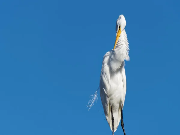 Grande predilezione per l'Egret — Foto Stock