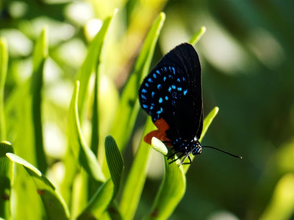 Красочная Atala Butterfly на заводе — стоковое фото