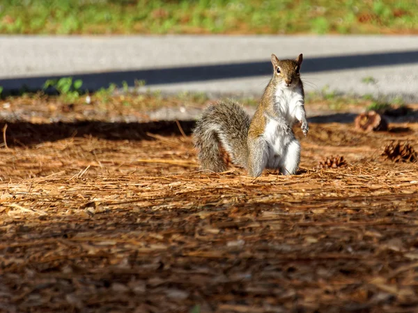 Squirrel Standing and Staring — Stock Photo, Image