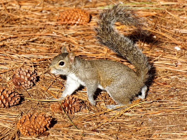 Eastern Gray Squirrel Pine Needles and Cones — Stock Photo, Image