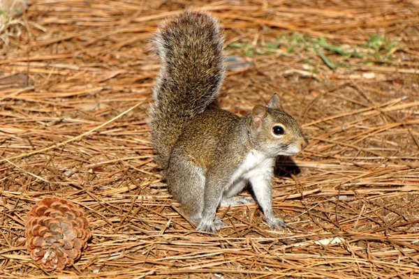 Alert Squirrel Tail Up in Air — Stock Photo, Image