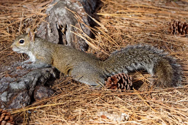 Stretched Out Squirrel — Stock Photo, Image