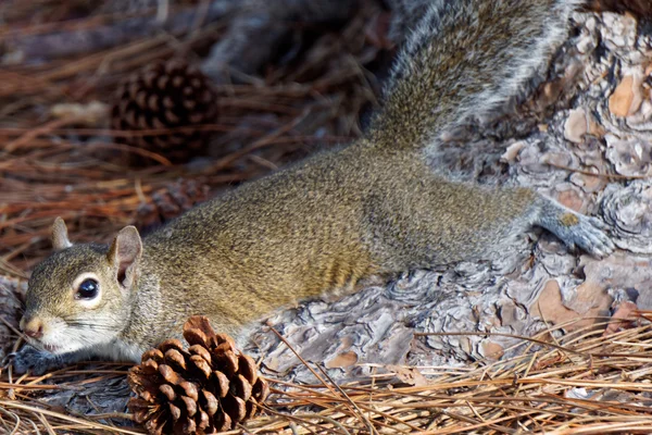 Stretched Out Squirrel — Stock Photo, Image