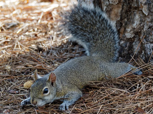 Eichhörnchen gestreckt — Stockfoto