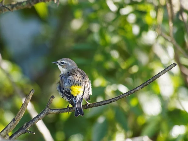 Yellow-rumped Warbler on Tree Branch Stock Photo